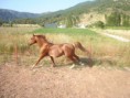 /album/fotogaleria-sementales-utilizados/o-148-jpg/